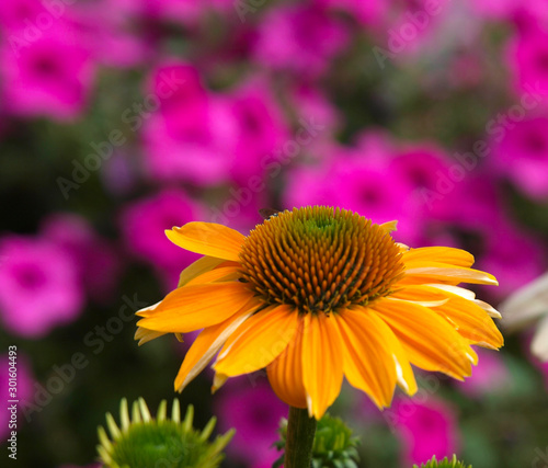 A variety of orange flowers