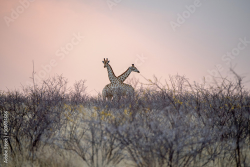 Gekreutze Giraffen