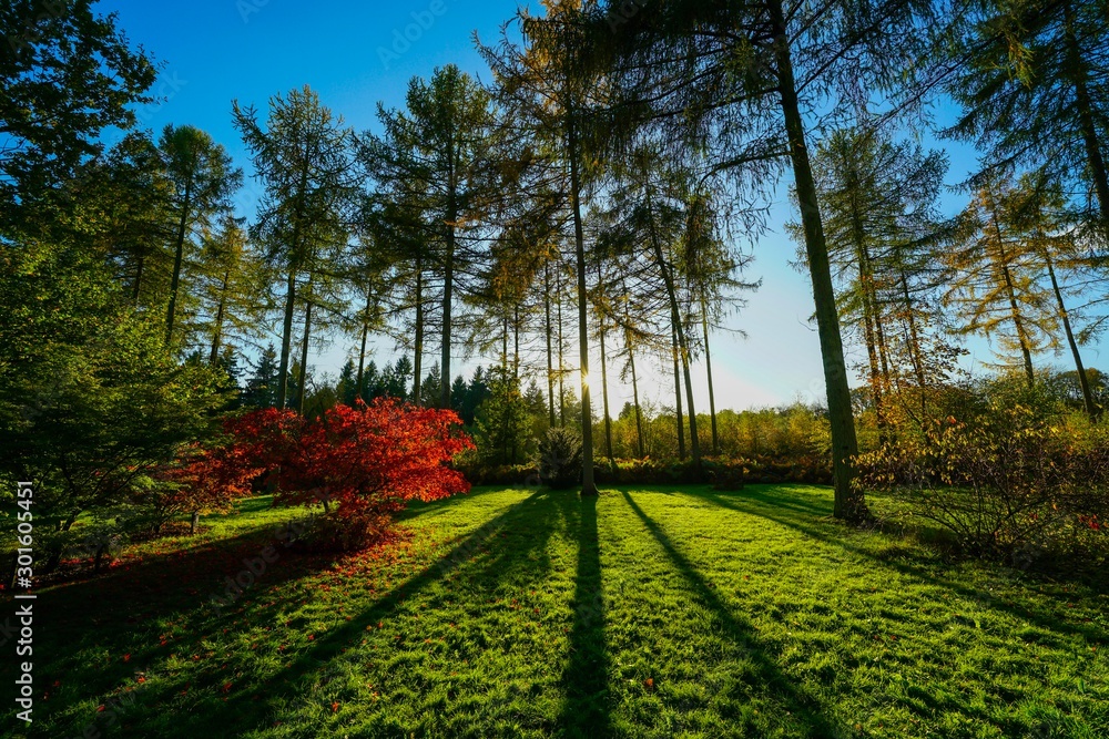 Naklejka premium path in the park