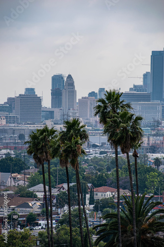 View of Los Angeles, CA with palm trees and moody sky © Lisa
