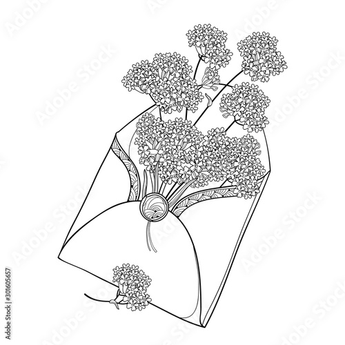 Bouquet of outline Verbena or Argentinian vervain flower in open craft envelope in black isolated on white background.