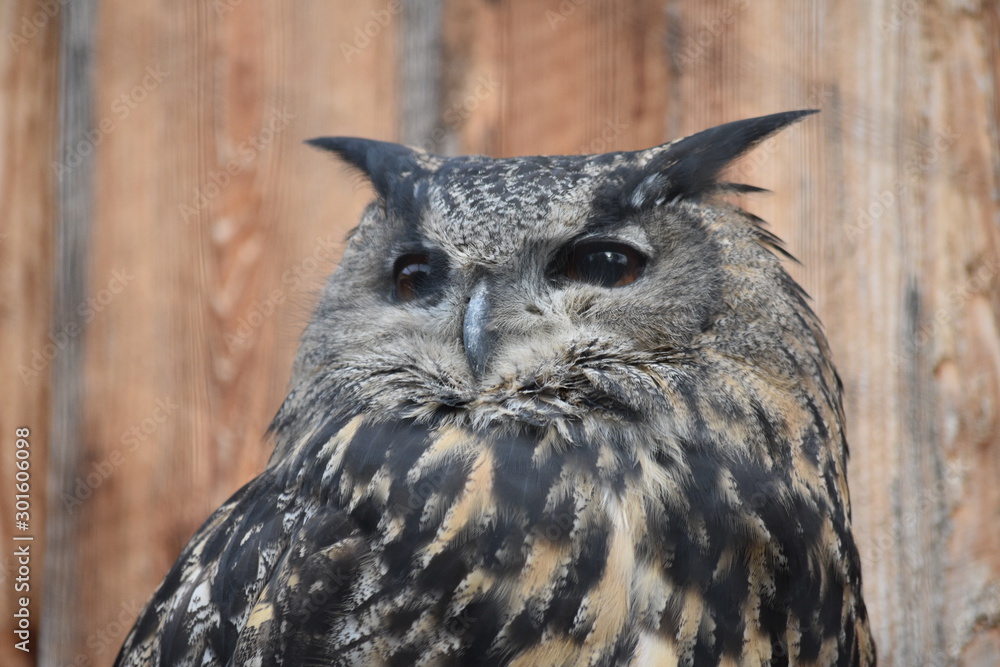 Fototapeta premium Eule