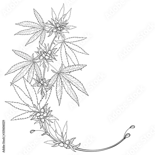 Outline Cannabis sativa or Cannabis indica or Marijuana bunch. Corner branch, leaf and seed in black isolated on white background.