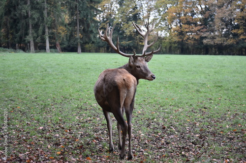 Deer
