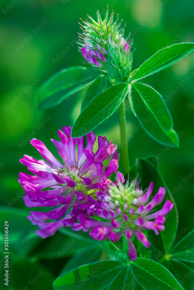 Macro photo of nature plant flower clover. Background texture of a blooming wild flower clover. Macro photo of nature plant flower clover. Background texture of a blooming wild flower clover.
