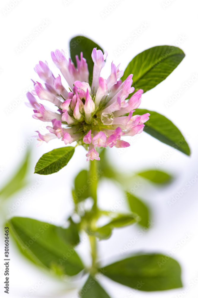 Fototapeta premium medicinal plant from my garden: Trifolium pratense (red clover) open flowers and leafs isolated on white background