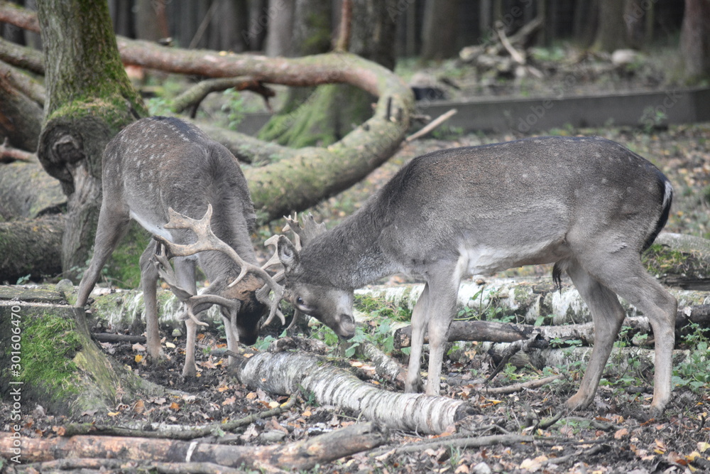 Deer Fight