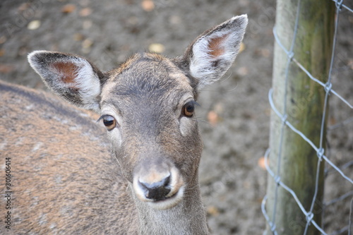 Deer