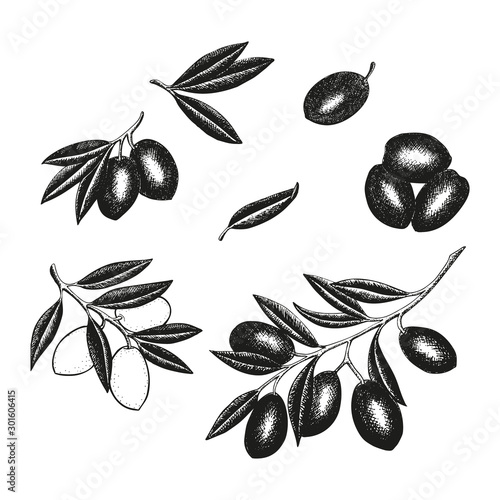 Hand drawn olives set with olive branches, leaves and fruits for Italian cuisine design, extra virgin oil food or cosmetic product packaging wrapper. Vector illustration isolated on white background