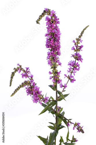 medicinal plant from my garden: Lythrum salicaria (purple loosestrife) flowers isolated on white background