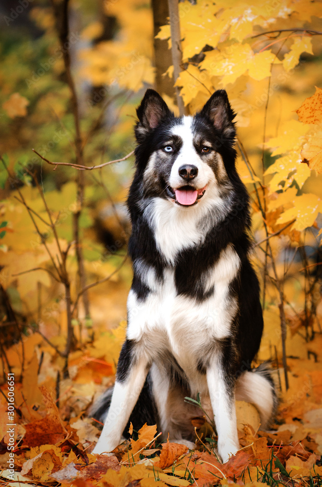 Yakutian Laika dog walk in autumn park lovely portrait