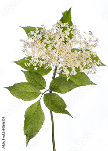 medicinal plant from my garden: Sambucus nigra ( black elder ) side view of flowers and leafs isolated on white background photo
