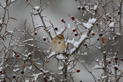 Tree Sparrow