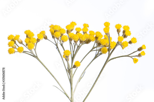 medicinal plant from my garden: Helichrysum italicum ( curry plant ) detail of yellow flowers isolated on white background side view photo