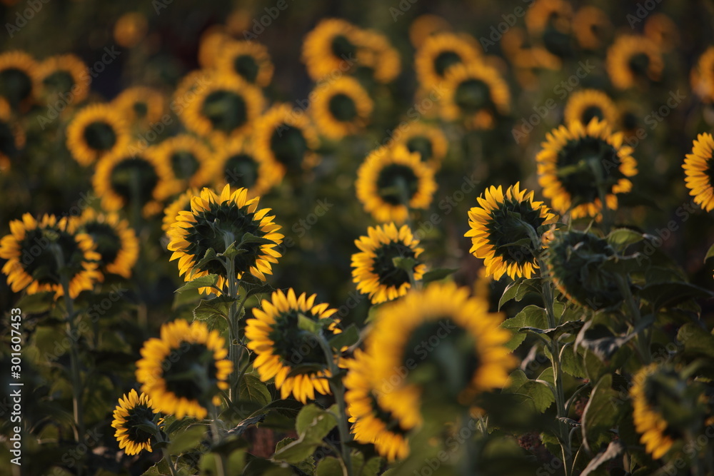 Sonnenblumen Sonnenblumen