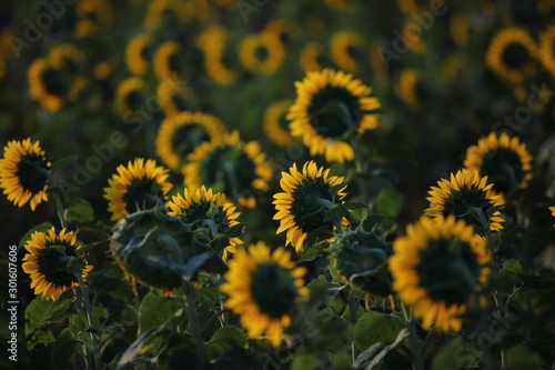 Sonnenblumen photo