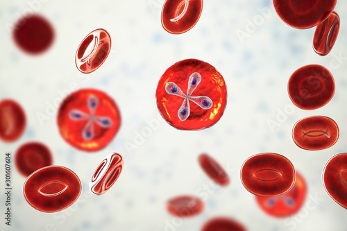 Babesia parasites inside red blood cell, the causative agent of babesiosis. 3D illustration showing classic tetrad-forms of Babesia merozoites so-called Maltese cross formation photo