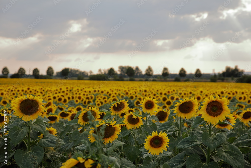 Obraz premium Sonnenblumen