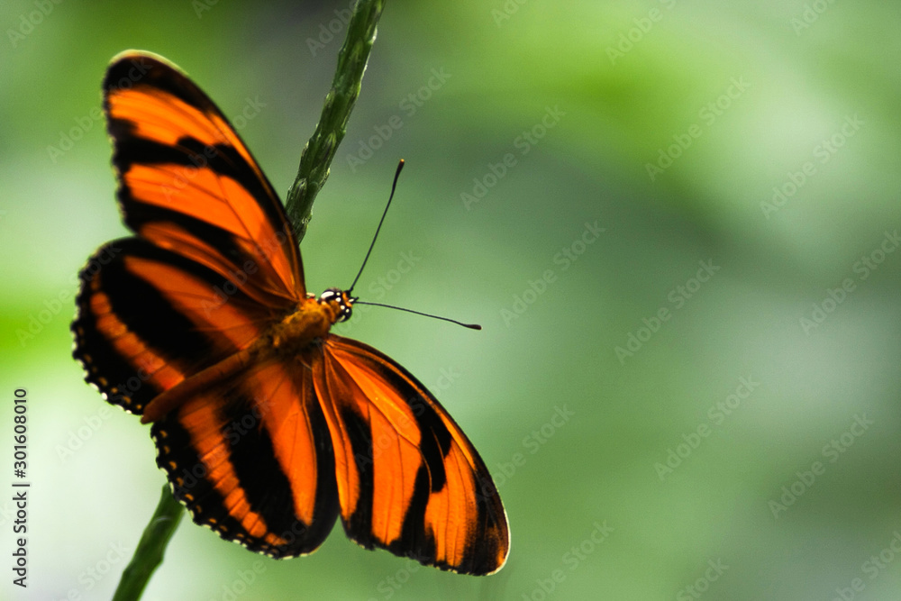 Obraz premium Nature