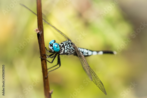 Blue eyes dragonfly