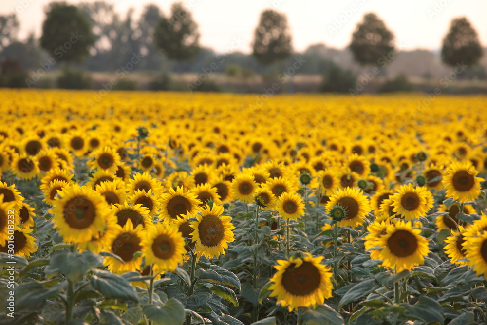 Obraz premium Sonnenblumen