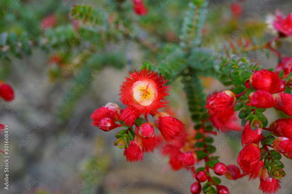 Obraz premium View of a red Verticordia Etheliana feather flower in Australia