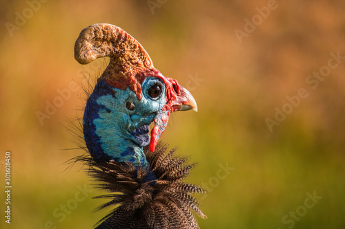 Close up portraiture of a guineafowl in a grass meadow at sunset.