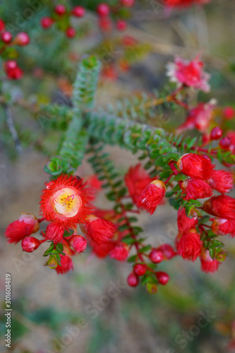 View of a red Verticordia Etheliana feather flower in Australia photo