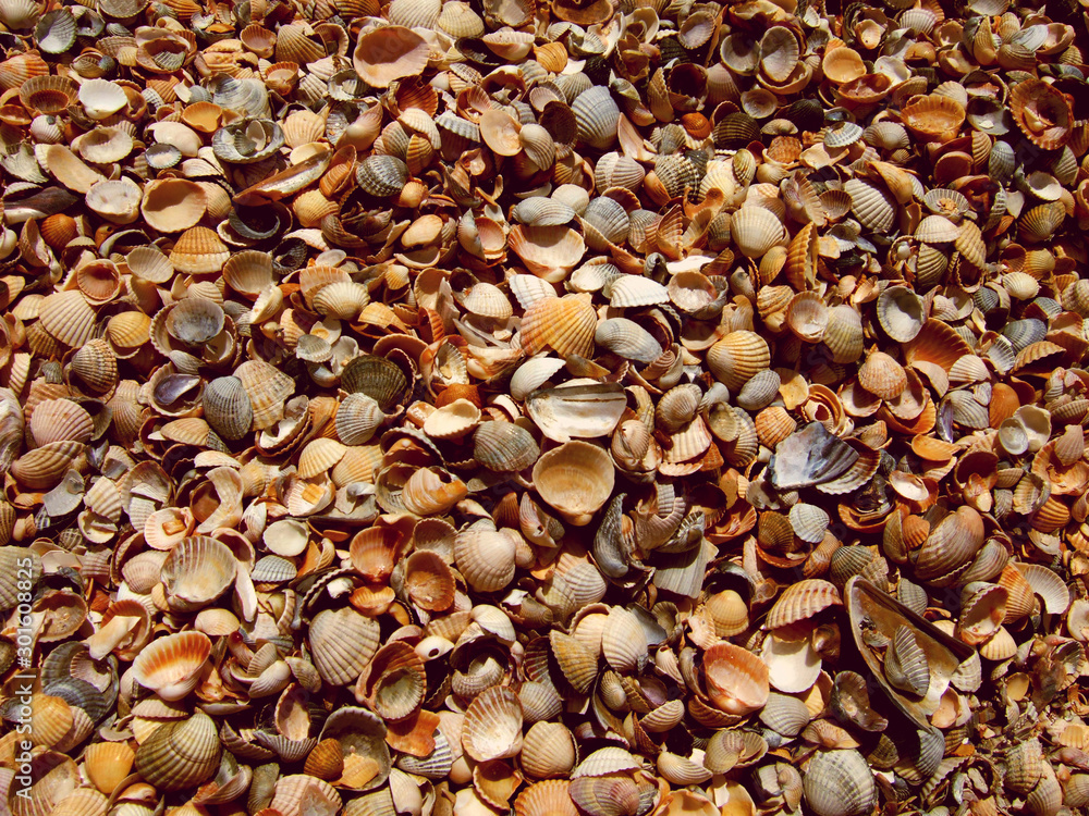 many seashells in bulk texture many seashells in bulk texture