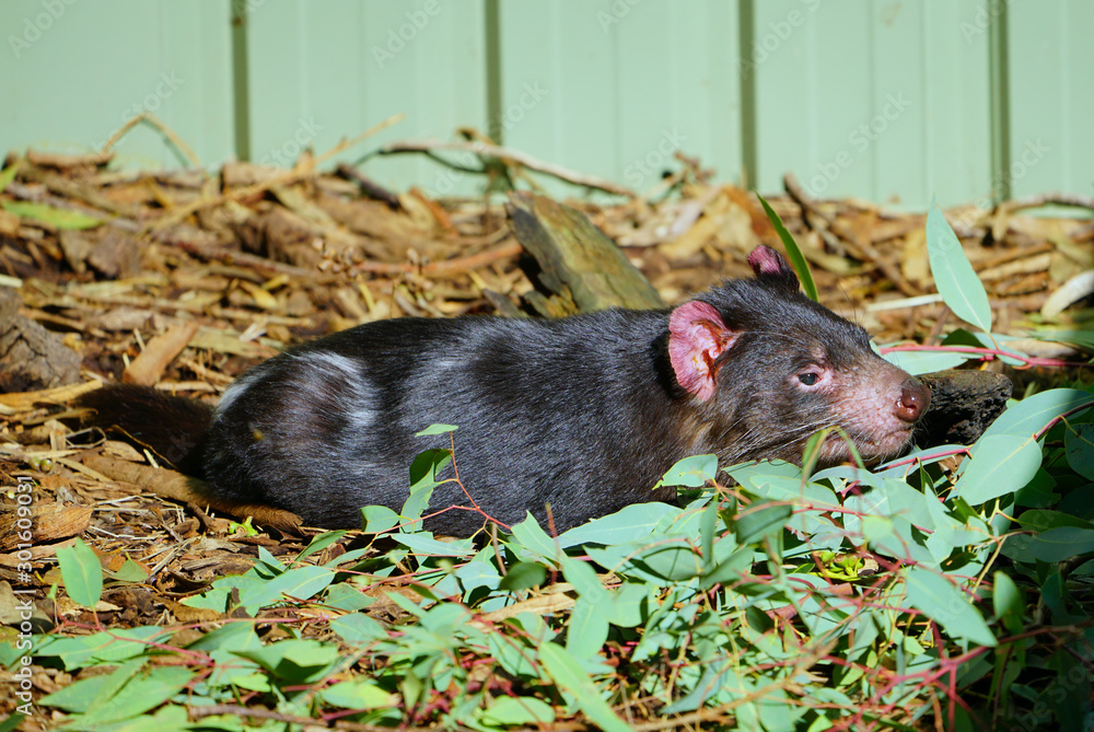 View of a Tasmanian devil (Sarcophilus harrisii), a carnivorous marsupial native to Australia View of a Tasmanian devil (Sarcophilus harrisii), a carnivorous marsupial native to Australia