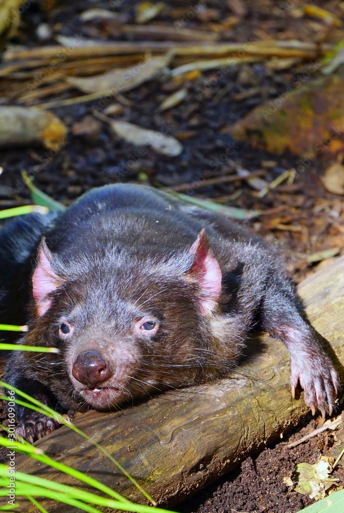 View of a Tasmanian devil (Sarcophilus harrisii), a carnivorous marsupial native to Australia View of a Tasmanian devil (Sarcophilus harrisii), a carnivorous marsupial native to Australia