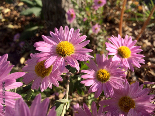 Pink flowers of alpine aster in the garden. Autumn natural background.