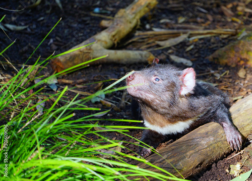 View of a Tasmanian devil (Sarcophilus harrisii), a carnivorous marsupial native to Australia photo