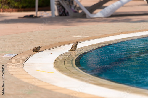 bird pool in a tropical resort © Sergei