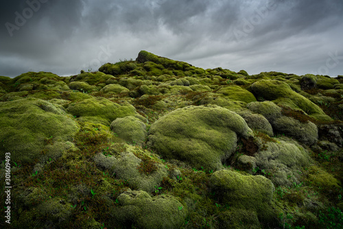 Green moss covered volcanic lava field. Iceland