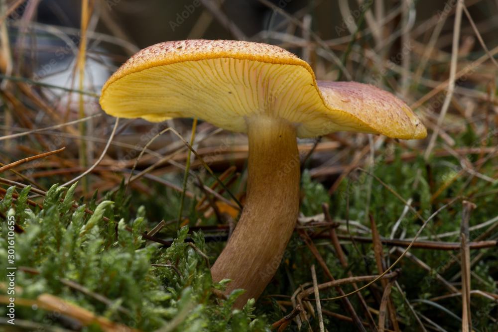 Pilz Pilz
