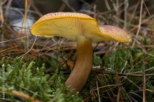 Pilz