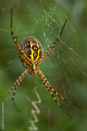 close-up view of a large spider