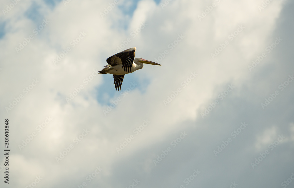 Pelican on a background of blue sky and white clouds Pelican on a background of blue sky and white clouds