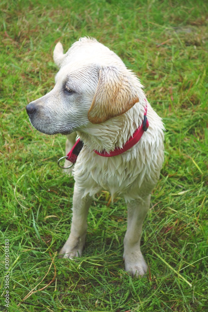 Young labrador puppy observing the nature around her Young labrador puppy observing the nature around her