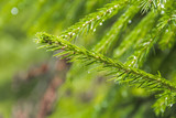 The texture of fir branches. Small green needles. Fluffy texture closeup.