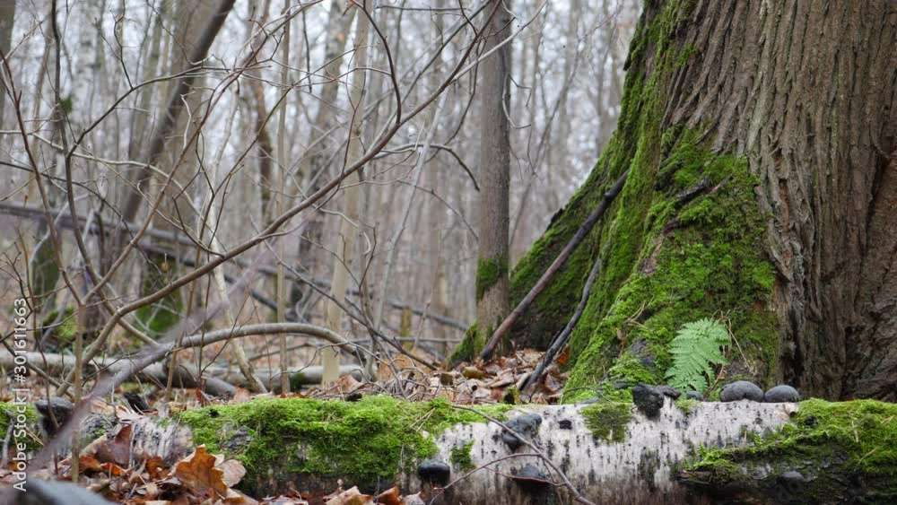 Fallen Tree And Moss Covered Tree Trunk In The Late Autumn Forest Panning Slider Shot. Fallen Tree And Moss Covered Tree Trunk In The Late Autumn Forest Panning Slider Shot.