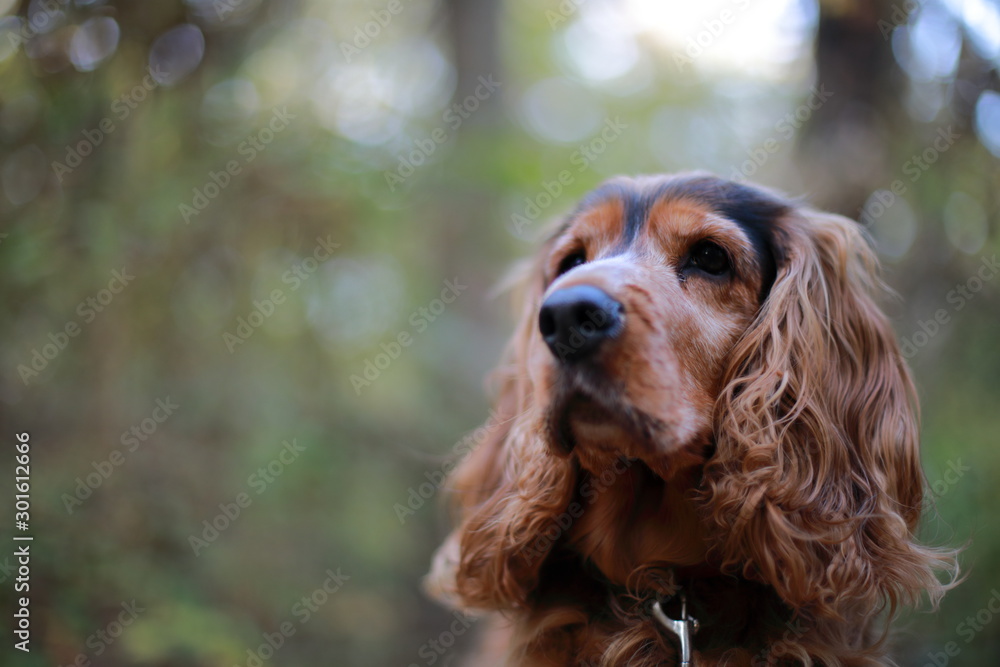 Cockerspaniel Hund