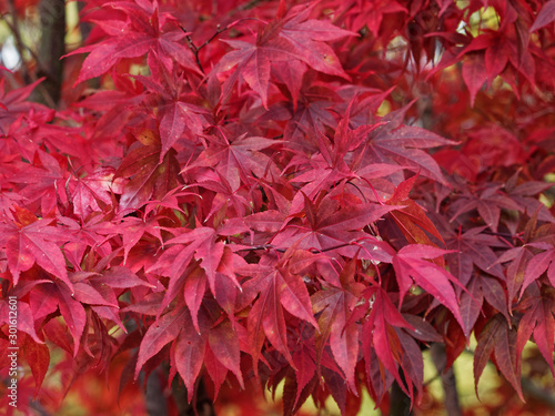 Japanese maple 'Emperor' or Red Emperor maple, popular and beautiful crimson-red foliaged cultivars in autumn (Acer palmatum 'Atropurpureum' or 'Emperor One ')