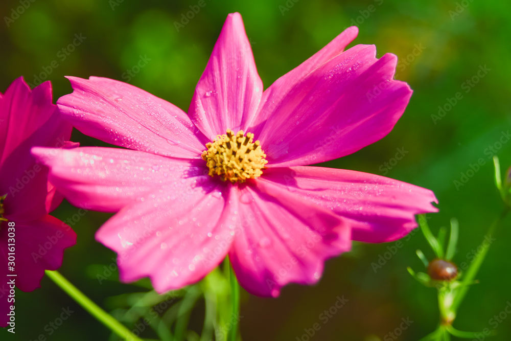 Beautiful pink cosmos flowers blooming in field Beautiful pink cosmos flowers blooming in field