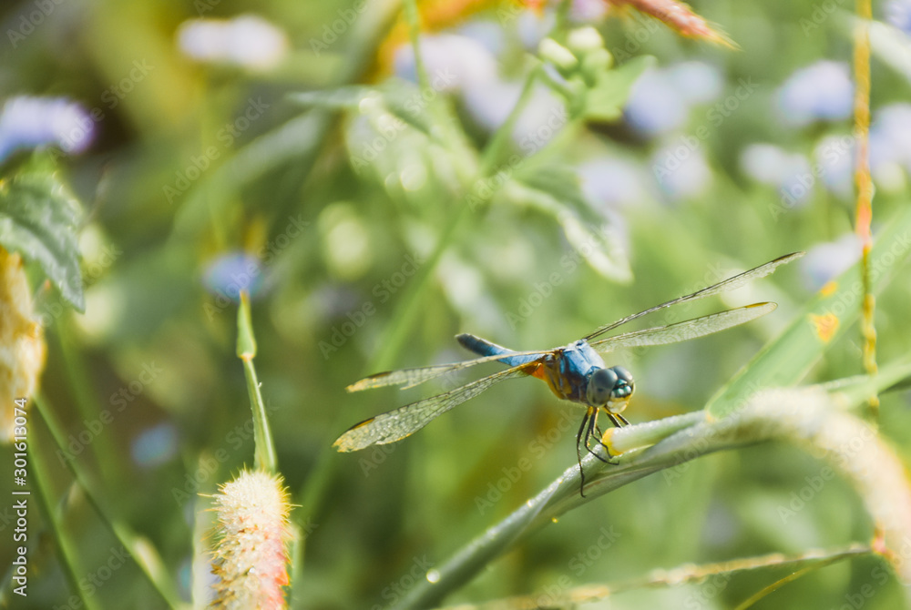 Dragonfly sitting on green leaf plant. Dragonfly sitting on green leaf plant.