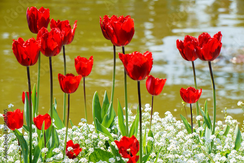 field of red tulips on a lakeshore