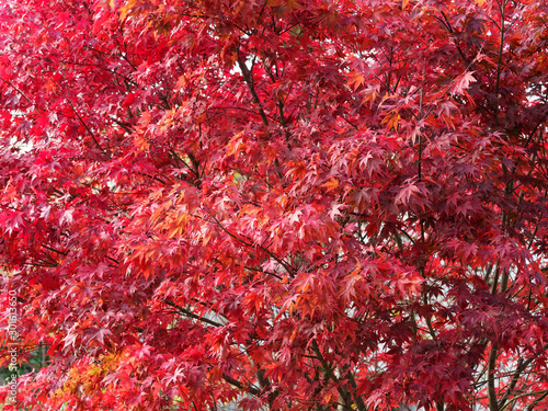 Wide crowned tree of Japanes Maple with red brilliant scarlet lobed leaves in fall  Acer palmatum  Atropurpureum  
