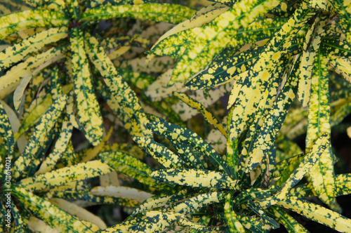 Pictum spot croton or codiaeum variegatum green plant background 