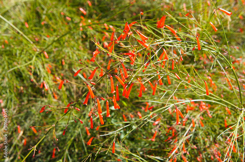 Shrub of russelia equisetiformis or firecracker green plant with red flowers photo